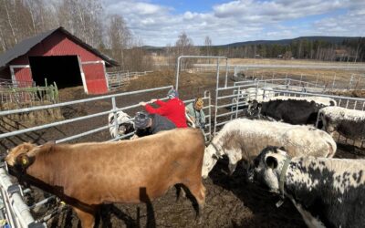 Företagsbesök på Fjällko Gård Lappland i Vuollerim 